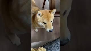 とうとう人間と会話が成立しはじめた柴犬　#柴犬