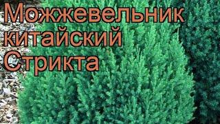 Можжевельник китайский Стрикта (stricta)  обзор: как сажать, саженцы можжевельника Стрикта