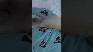 #shortvideo #shortsvideo #pugsofinstagram #funny #pugstagram #shorts #short #pug #dog #мопс #dogs