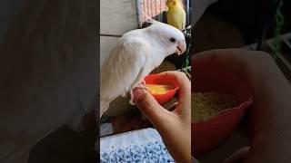 #cockatiel #birds #parrot #cute #funny #mabirdcare #cutebird #pets #talkingparot #funny #cuteparrot