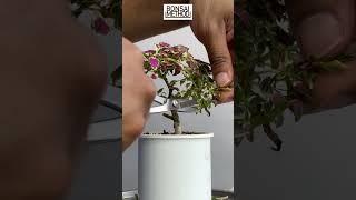 Neon Coleus Houseplant Turned Into Bonsai | 1Min or Less