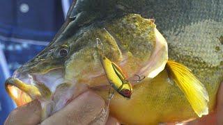 IFISHTV Googong Dam Yellowbelly & Redfin