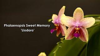 Phalaenopsis Sweet Memory "Liodoro" Spotlight - #GVBFOS2020