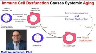 Immune Cell Dysfunction Causes Aging: Matt Yousefzadeh, PhD