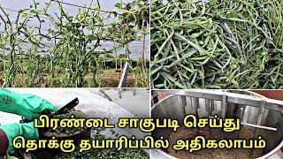 பிரண்டை சாகுபடி செய்து தொக்கு தயாரிப்பில் அதிகலாபம் | Cissus quadrangularis | pirandai | veldt grape