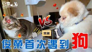 【豆漿實測】 俊榮生平第一次遇到狗　就直接開扁！！ ft.@lia.625