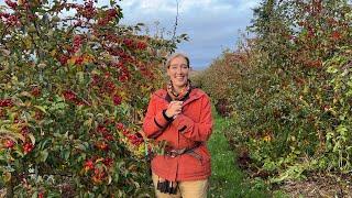 Floret Farm Tour: Crabapples