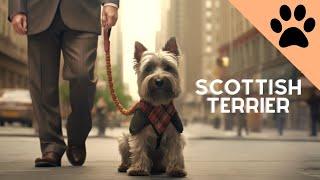 All about the Scottish Terrier