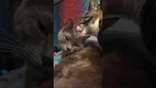 cute rescue cats Koro Sensei & Skeletor #lofi #catshorts #catlover #adorable #neko #kawaiicat
