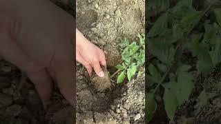 ST 107308800 mini rotary tillage and ridging all-in one tree
