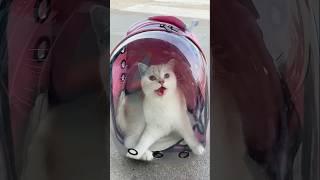 The Owner Missing Her Cat