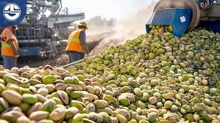 Harvesting Millions of Tons of Pistachios – The Journey from Tiny Seeds to Your Snack Bowl!