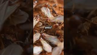 Who knew ants were so complex #Ants #Insectsofinterest #Wildlife #Entomology #Socialinsects #viral