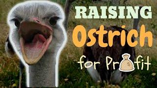 Raising Ostriches For Profit