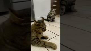 Обиделись #youtube #cat #веселыекоты