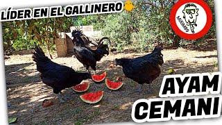 ¿Por qué deberías tener POLLOS y GALLINAS AYAM CEMANI? by mixim89