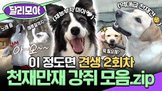 [#달리모아] 잘하는 게 몇 개라고요? 못하는 걸 세는 게 더 빠름 이럴 거면 너네가 사람 해. 천재 강쥐 모음 #TV동물농장 #강아지 #천재견 #달리 #DALI