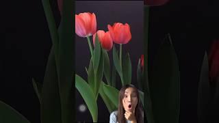 ปลูกดอกทิวลิป | ทิวลิป กัญญาภัค | tulip kunyapak