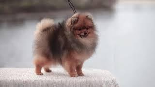 Pomeranian at the age of 10 months in the Darikar kennel.