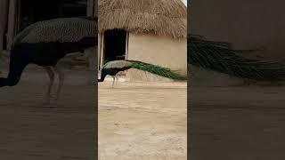 Peacock with cute Sparrows. #peacock #cuteanimals #peacockbeauty