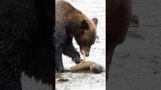 Bear peeling salmons skin  Wincent   byrXS #wildlife #nature #bear