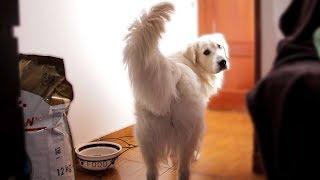 I Left My Cute Golden Retriever Alone with Food: Funny Dog Bailey