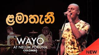 WAYO (Live) - Lamathani (ළමාතැනී)