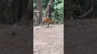 एक विकलांग बंदर की कहानी(The story of a disabled monkey)