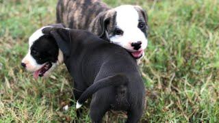 American Bulldog pups farm chores: Week 6 update