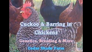 Genetics of Cuckoo & Barring in Chickens | Genetics, Breeding & More