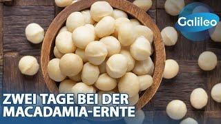 Königin der Nüsse: Maike hilft bei der Macadamia-Ernte