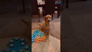WHY is TALKING DOG is SAD now? #shorts #dogshorts #talkingdog #smartdog
