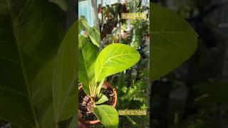 상큼한 뱅갈고무나무 #식물 #식물키우기 #plants #힐링 #베란다정원 #뱅갈고무나무 #고무나무 #쇼츠