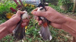 cách phân biệt Chào mào trống mái nhanh nhất