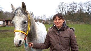 BICOM® Bioresonance for horse Calimero (Interview with Franziska Richter)