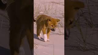 An adorable dingo pup braving the world beyond the den.