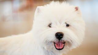 Westie Puppies: Common Behavioral Issues and Training Strategies