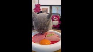 The little kitten has a luxurious meal today. #The most active kitten in eating #Eating fanatic kit