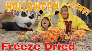 Halloween Candy Freeze Dried// Candy Corn, Laffy Taffy, Twizzlers, Bit O Honey, Sweet Tarts