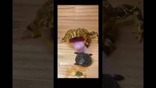 The Hungry Frog  #funny