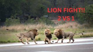 INTENSE lion fight! 2 vs 1