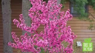 Tree of the Year 2025 - Show Time™