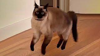 Cats with Comedy Chops Funny and Cute Cats videos 