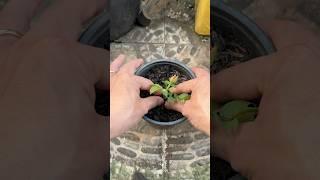 Just plug it into the soil and the rose will take root and bloom.