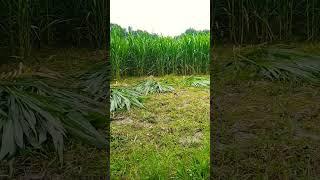 #trending #gorur jnno jokon gaskata hoi #Ak Akash vlogs bd #gorur khamar #giramer poribes