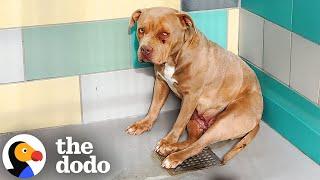 Scared Shelter Pittie Kept Wagging Her Tail | The Dodo