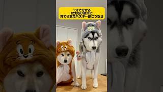 【吠えない柴犬に育てられたハスキー】はこうなる。 #シベリアンハスキー #柴犬 #dog #youtubeshorts #shortvideo #面白い #癒し #short