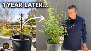 1 Year Progress Update on My Chinese Elm