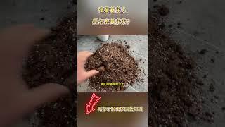職業養花人都是怎麼養花的？【禅艺绿植工作室】