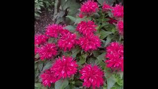 Best Perennial for butterfly garden / Bee balm / Monarda Didyma